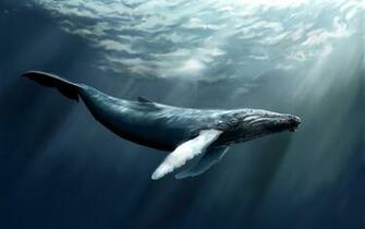 Whale Computer Wallpaper Desktop Background Id