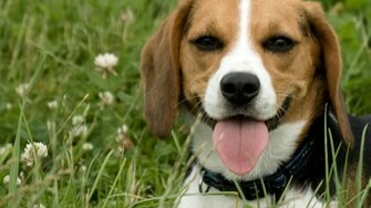 Pin Beagle Wallpaper
