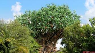 Tree Of Life The On A Beautiful Sunny Day At