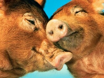 All You Need Is Love Animals Wallpaper Image With Farm