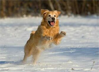 Dog In Snow Wallpaper