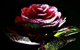 Cabbage Rose Roses Wallpaper Patch