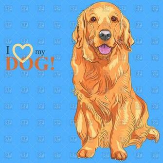 Sitting Golden Retriever On The Blue Background I Love My Dog