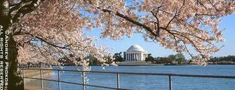Washington Dc Spring Cherry Blossoms Wall Mural Fine Art Print