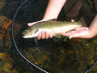 Trophy Brook Trout Pictures