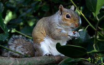 Squirrel Computer Wallpaper Desktop Background Id