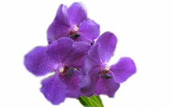 Purple Orchids Flower Wallpaper Pic Axsoris