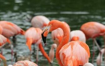 Lovely Birds Flamingos HD Wallpaper 4k