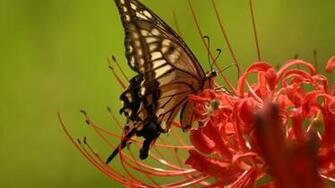 Eye Catching Birds HD Wallpaper Mela