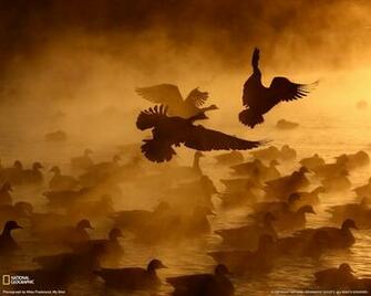 Canada Geese