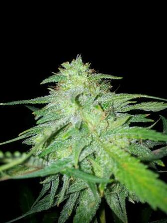 Og Kush Wallpaper Galleryhip The Hippest Pics