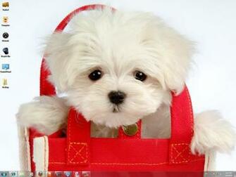 Funny Pictures Cute Puppies Dogs Puppy Photos Puppys