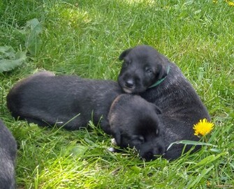 Irish Wolfhound Puppy Pictures Widescreen HD Wallpaper