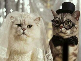 Wallpaper Funny Cats