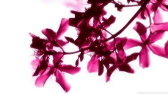 Pink Flowers On White Background Wallpaper
