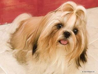 HD Animal Wallpaper Dog