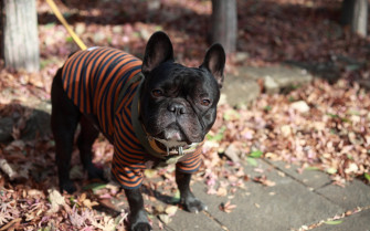 Charming French Bulldog HD Wallpaper