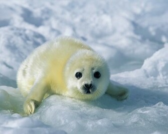 Pixel Desktop Wallpaper Cute Baby Seal Yvt Iwallscreen