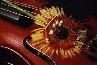 Beautiful Violin Wallpaper Driverlayer Search Engine