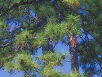 Pine Tree Wallpaper Release Date Specs Re Redesign And Price