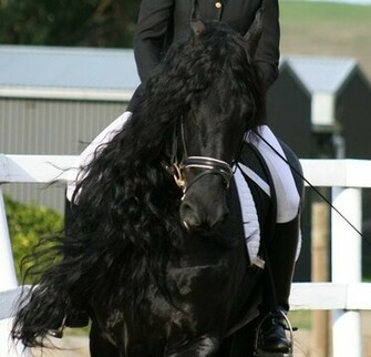 Dressage Wallpaper