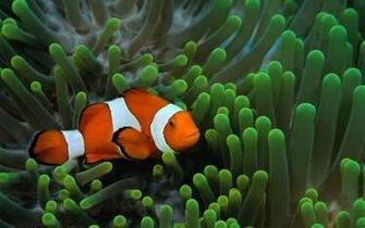 Fish Clownfish Underwater Widescreen