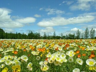 Spring Meadow