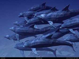 3d Dolphin Wallpaper Animal Planet Pictures