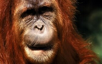 Animal Orangutan Wallpaper