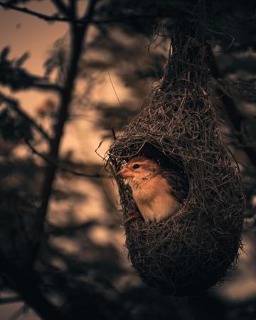 Birds Nest Pictures HD Image