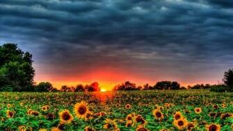Girasoles Al Atardecer Background Best Nature Wallpaper
