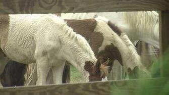 Excitement Builds For 94th Annual Chincoteague Pony Swim Wboc Tv