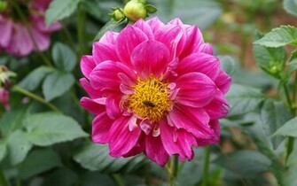 Wallpaper Widescreen Tropical Flower