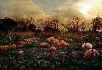 Autumn Forest