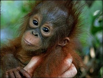 Cute Baby Monkeys Wallpaper HD