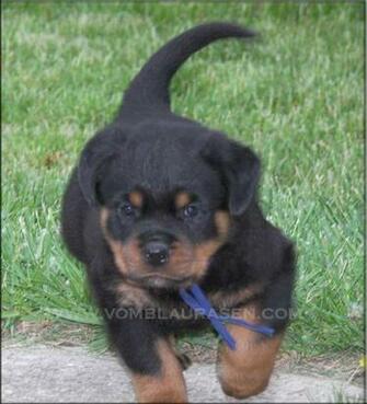 Rottweiler Wallpaper