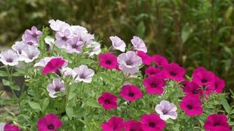 Shocking Pink Flowers Pixels Wallpaper