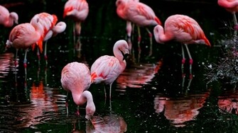 Flamingos Wallpaper