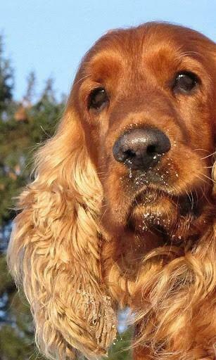 Cocker Spaniel Wallpaper And Background Application With Beautiful