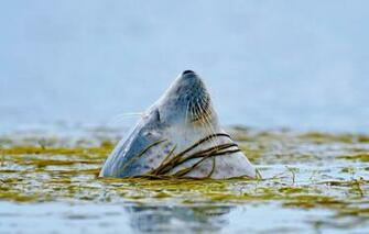 Wallpaper Sea Algae Seal Scotland Islay Image For Desktop