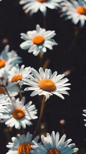 Jenaya Plett On Awesome Cute In Sunflower Wallpaper