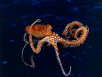 Octopus Wallpaper Net