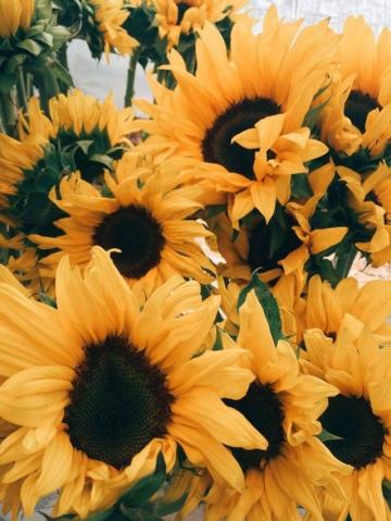 Linda S Favorite Sunflower Wallpaper Yellow Aesthetic Pastel