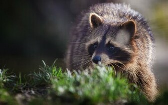 Animal Raccoon Wallpaper