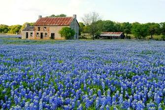 Flowers Texas Blue Bluebonnet HD Wallpaper Plants