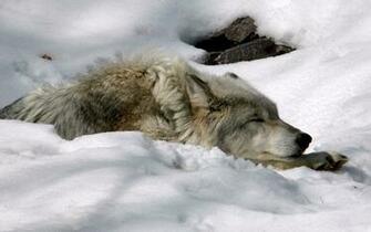 Wolf Background Wallpaper For Desktop Cell Phones