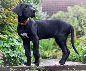 Great Dane Wallpaper
