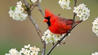 Northern Cardinal HD Wallpaper