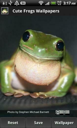Cute Frog Wallpaper HD Background