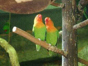 Wallpaper Love Birds